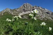 69 Anemoni narcissini con vista verso Corna Piana-Arera